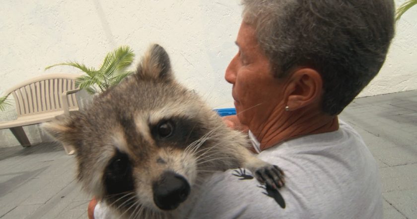 Unlikely Animal Friends