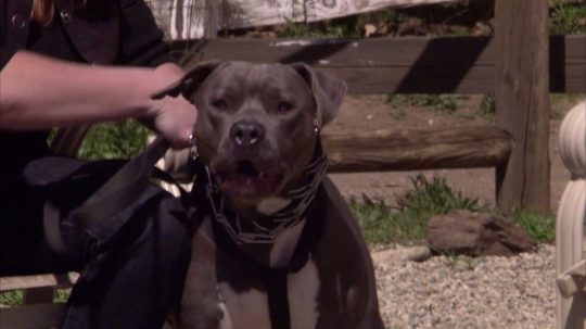 Pit Bulls and Parolees - 6. epizoda