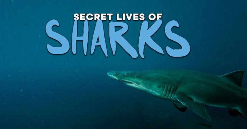 The Secret Lives of Sharks